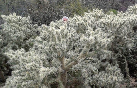 cholla